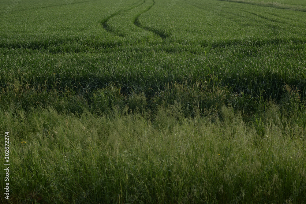wheat field in spring
