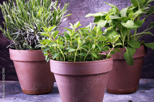 Homegrown and aromatic herbs in old clay pots. Set of culinary herbs. Green growing sage, oregano and rosemary © beats_