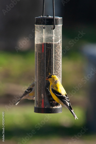 Gold Finches at a Feeder
