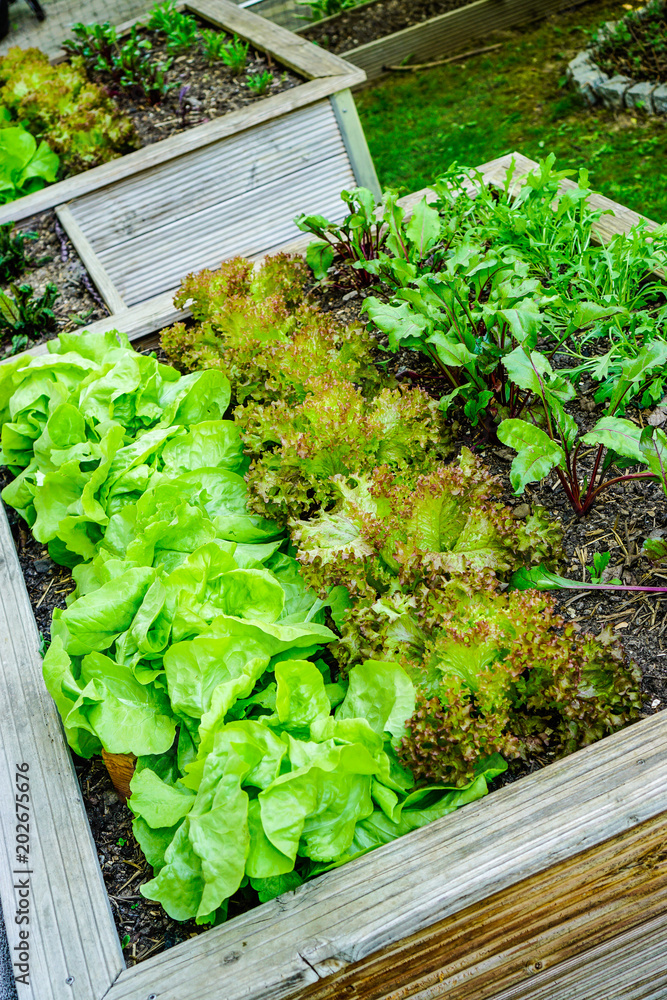 Salat im Hochbeet Stock Photo Adobe Stock
