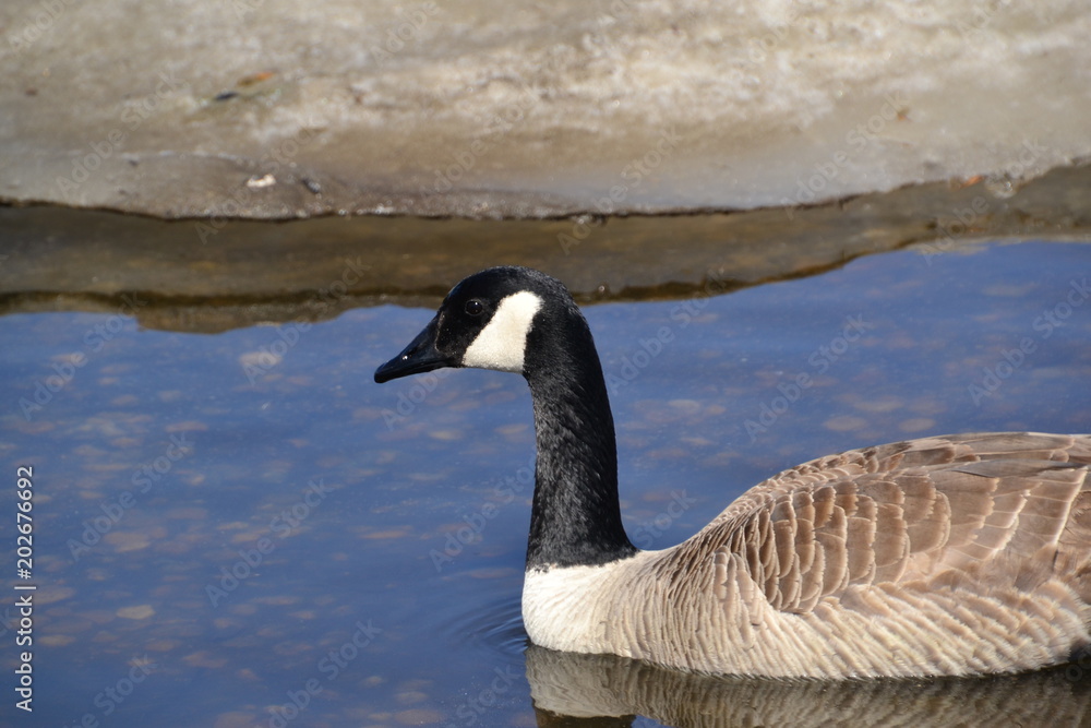 Canadian Goose Swimming 2