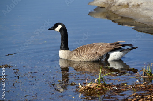 Canadian Goose Swimming 1