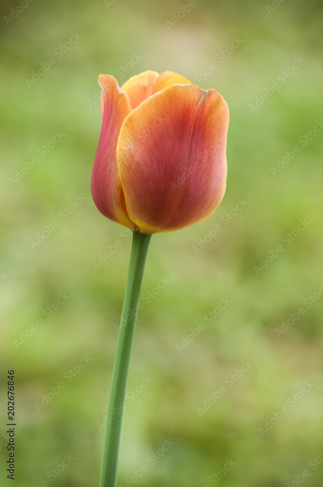 closeup of orange tulip in garden closeup of orange tulip in garden
