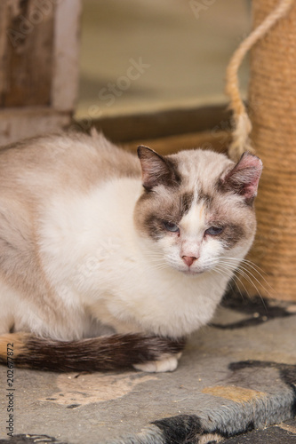 portrait of european type cat in animal shelter in belgium..