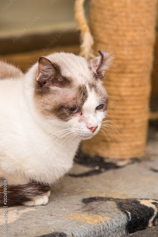 portrait of european type cat in animal shelter in belgium..
