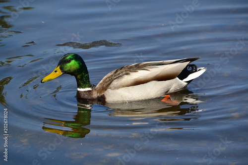 Male Mallard Swimming 5