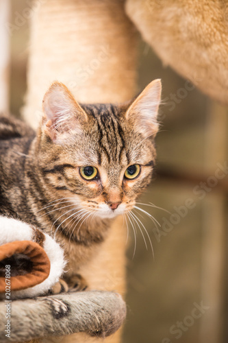 portrait of european type cat in animal shelter in belgium..