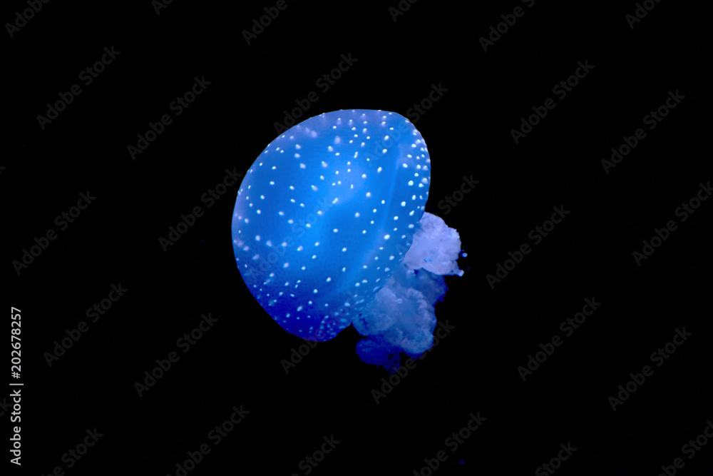 beautiful blue jellyfish in aquarium