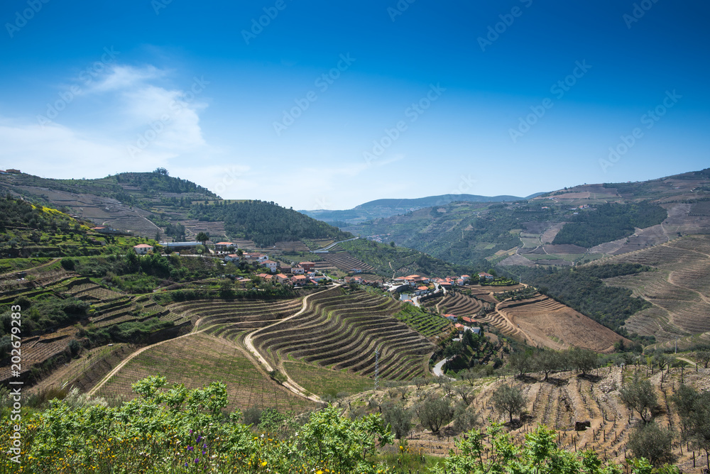 spring the Douro valley, view of the hills overgrown with vines
