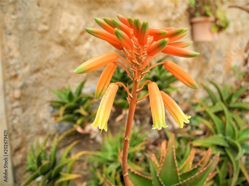 Aloe perfoliata var distans photo