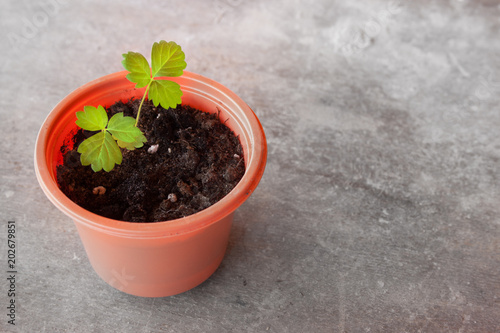 Potted seedlings of strawberry