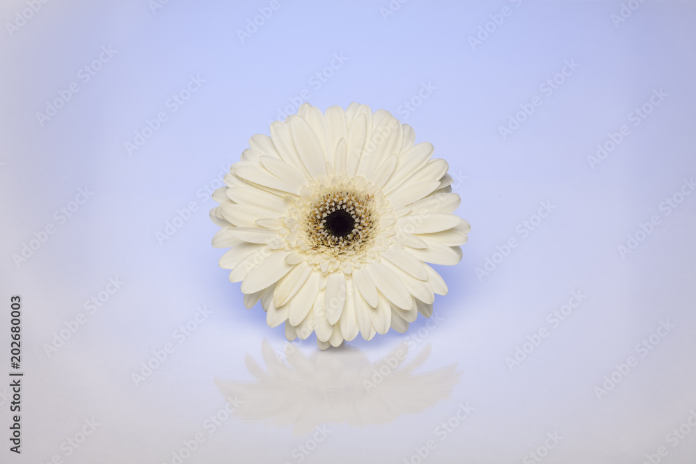Obraz premium flower, daisy, white, gerbera, nature