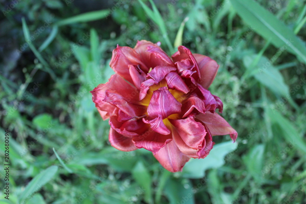Fototapeta premium Close up of a curly tulip on blurry background