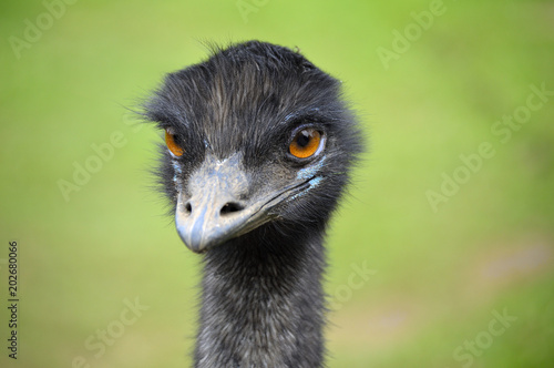 The Emu   watching you