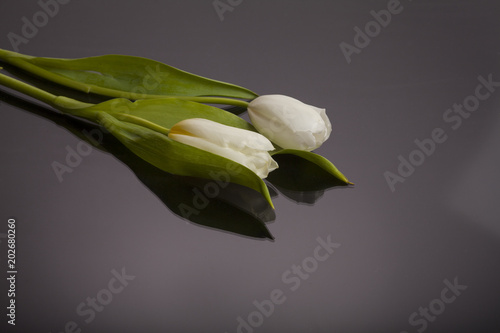 tulip, tulips, flower, white, plant