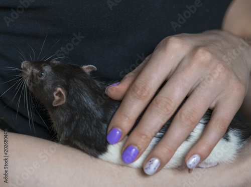 The domestic rat is sitting on a female hand. A woman is petting her rodent.