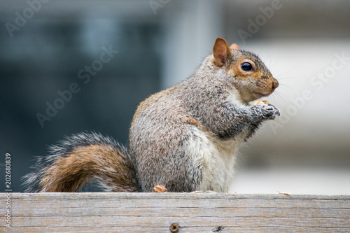 A cute squirrel, eating in a park in Canada