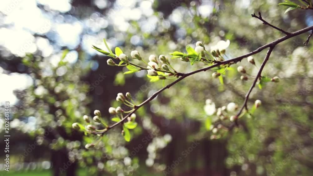Branch blossoming tree in the spring. White blooming flowers on a tree. Close-up of a tree branch with flowers, a background with a beautiful bokeh. Branch blossoming tree in the spring. White blooming flowers on a tree. Close-up of a tree branch with flowers, a background with a beautiful bokeh.