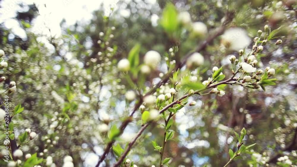 Branch blossoming tree in the spring. White blooming flowers on a tree. Close-up of a tree branch with flowers, a background with a beautiful bokeh. Branch blossoming tree in the spring. White blooming flowers on a tree. Close-up of a tree branch with flowers, a background with a beautiful bokeh.