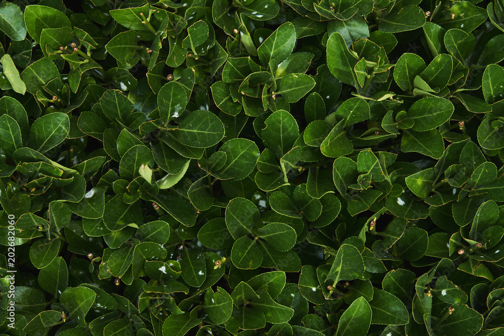 Green Leaves background texture, view from above Green Leaves background texture, view from above