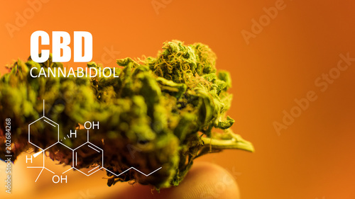 Close Up Marijuana Buds in mans hand  with warm background. Medical marijuana bud