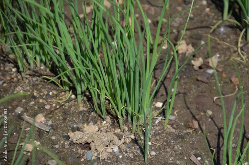 Cultivation of Japanese leek
