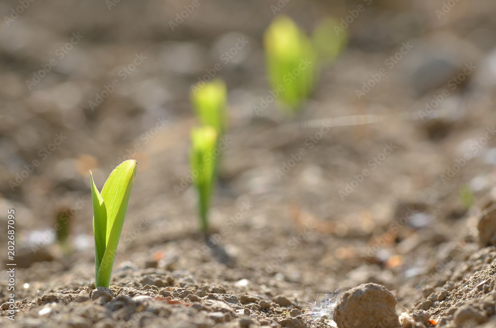Green corn saplings growing in the dirt from an acre Green corn saplings growing in the dirt from an acre