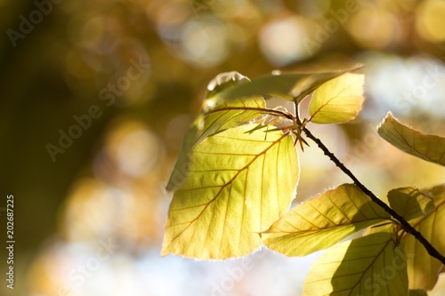 Beech tree, spring beech leaf and twig, spring scene, reflections and rays of the sun in the beech tree crown.