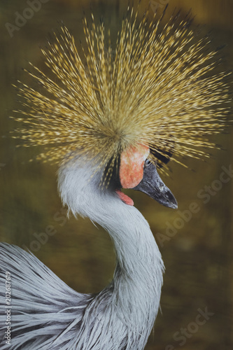 Bird Crowned Crane