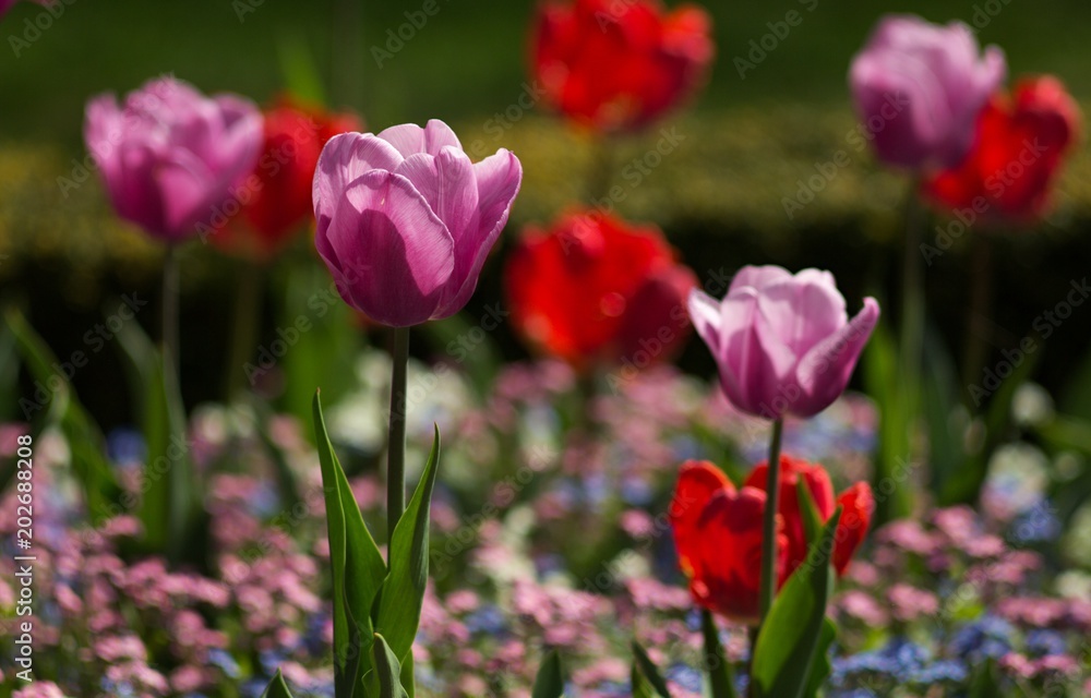 Spring tulip flower, floral background, spring scene. Spring tulip flower, floral background, spring scene.