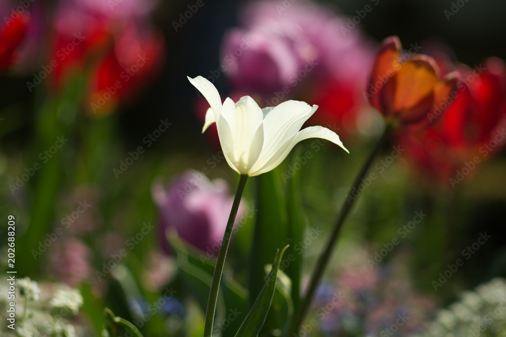 Spring tulip flower, floral background, spring scene. Spring tulip flower, floral background, spring scene.