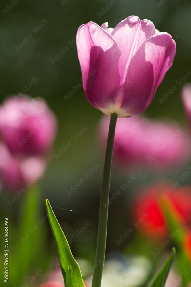 Fototapeta premium Spring tulip flower, floral background, spring scene.