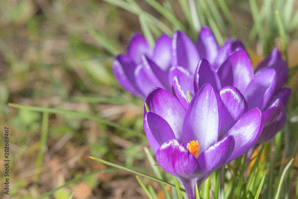 Violette Krokusse in einer Gruppe auf der Wiese Violette Krokusse in einer Gruppe auf der Wiese