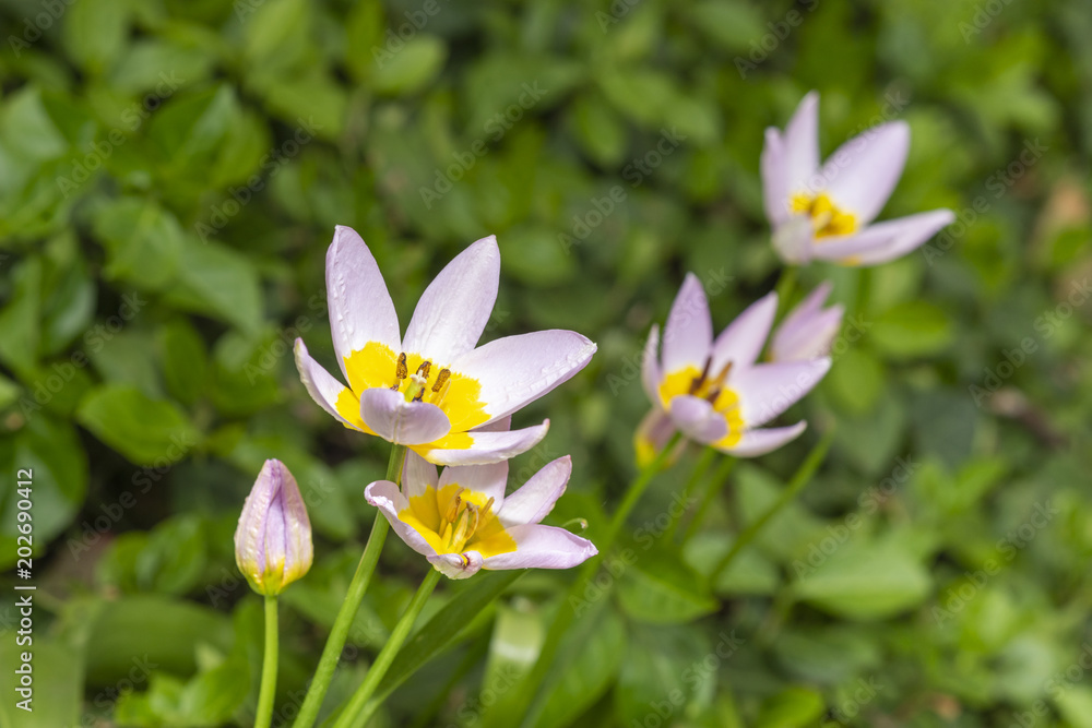 Naklejka premium Wilde Tulpenart