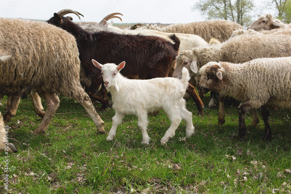 Sheep and goats graze on green grass in spring Sheep and goats graze on green grass in spring