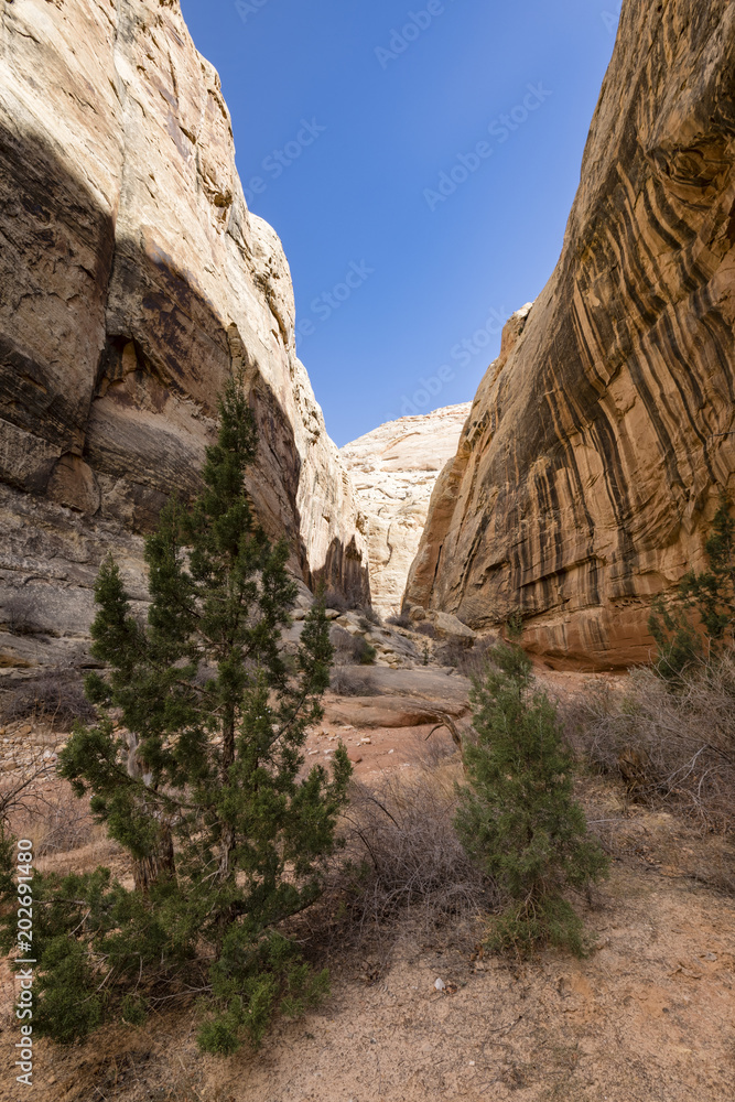 viewpoint of capitol reef national park in utah in the spring time with clear blue skies, rock outcrops, canyons, narrows and juniper trees