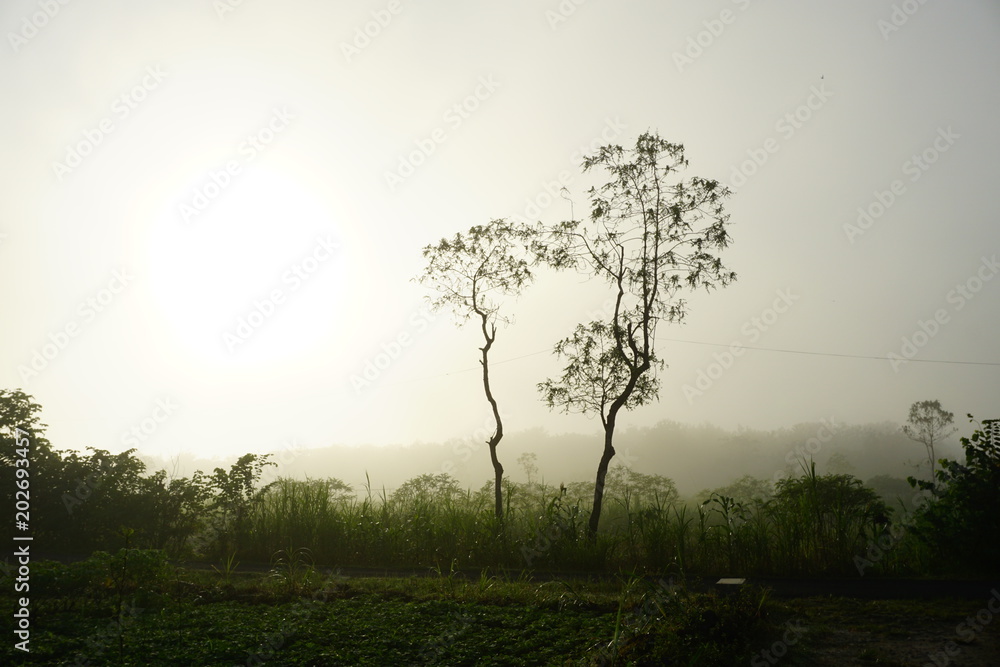 sunrise tree