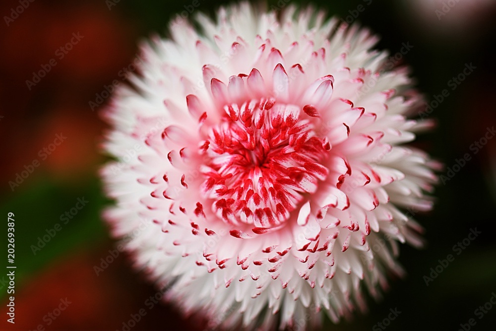 Fototapeta chrysanthemes rose blanc macro jardin