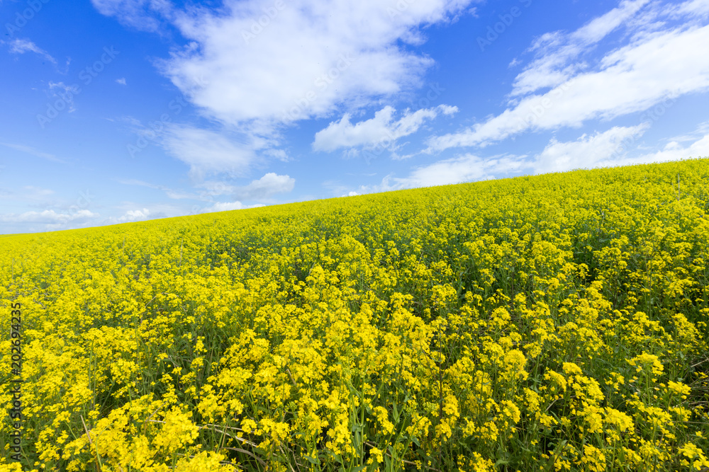 Obraz premium 菜の花畑と青い空