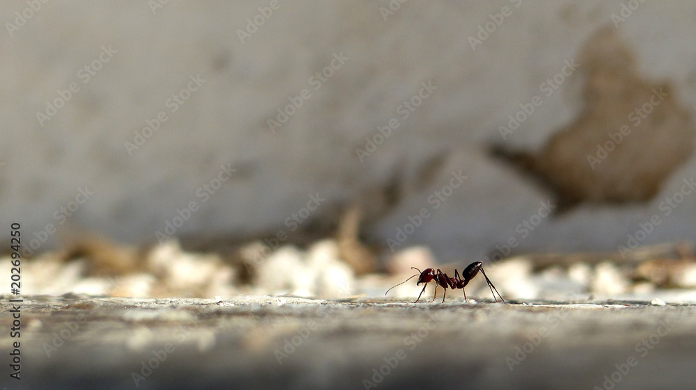 ant macro ant macro