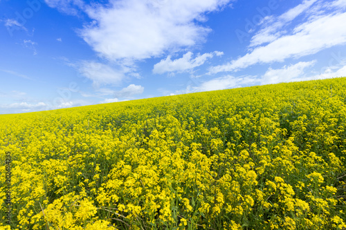 菜の花畑と青い空