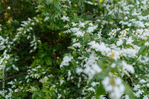 White flowers on the branches of a tree in a city park in the spring afternoon in Texas