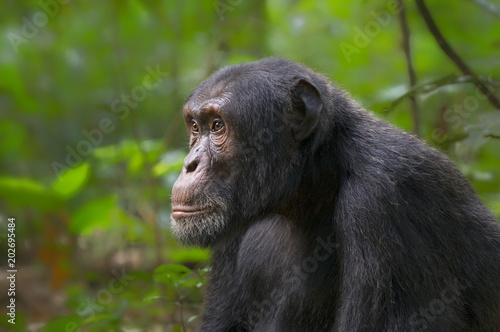Chimp in Kibale Forest;  Uganda Fototapeta