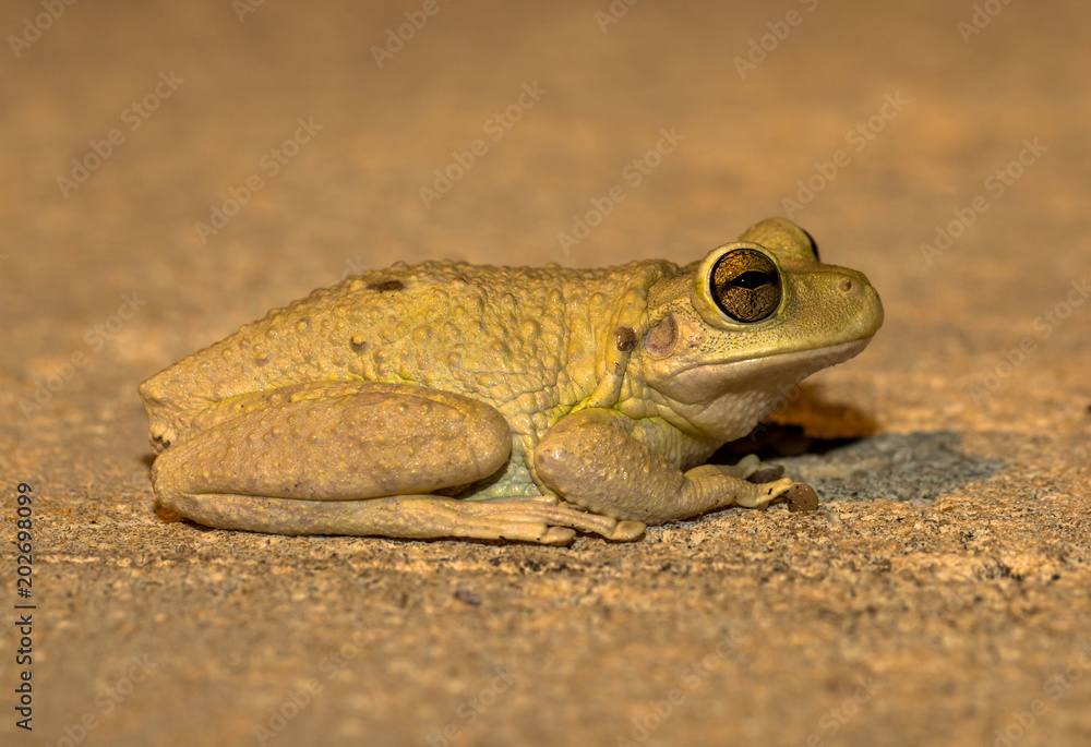 Fototapeta premium Cuban Tree Frog Male