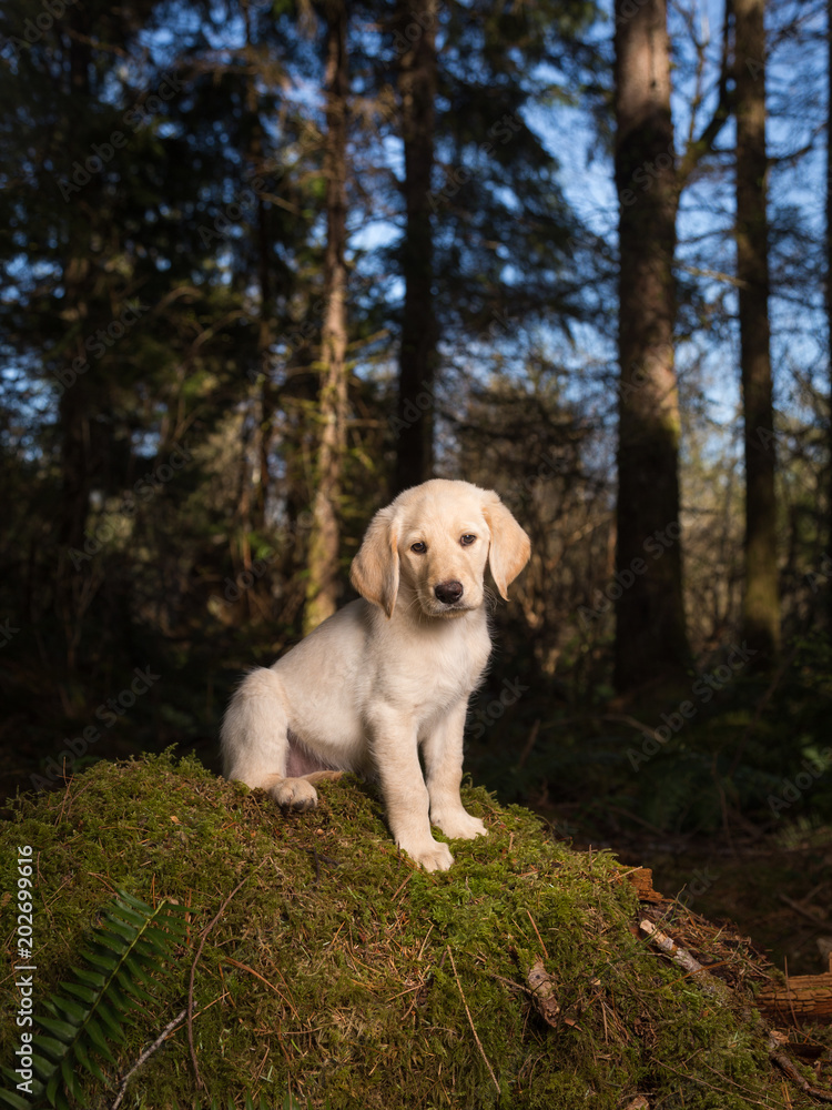 Cute lab puppy in forest