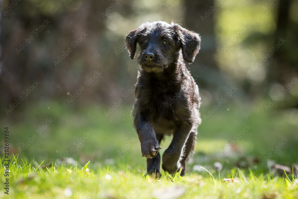Black Goldendoodle puppy running in grass