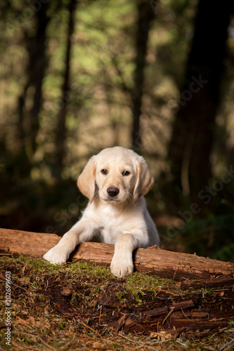 Small labradoodle puppy in forest