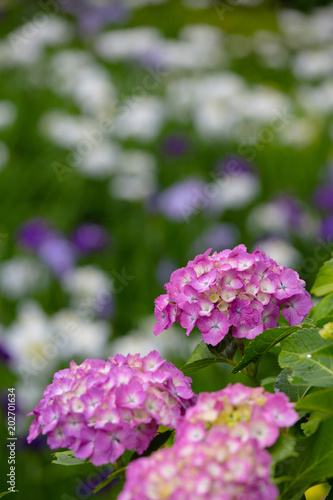 紫陽花 © Takayuki Katoh
