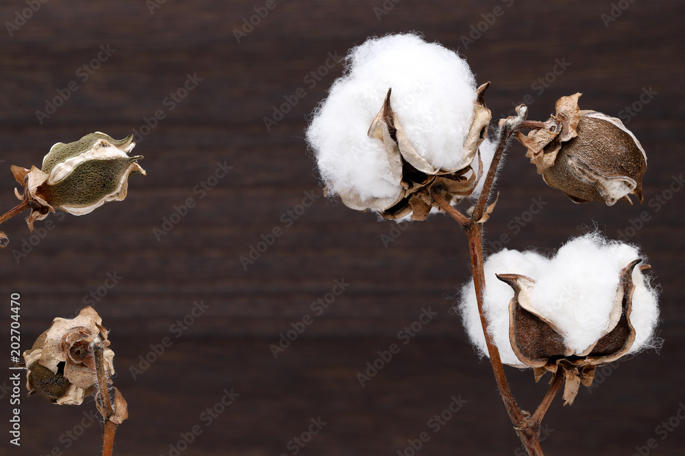 綿花 綿 植物 Stock 写真 Adobe Stock 綿花 綿 植物 Stock 写真 Adobe Stock