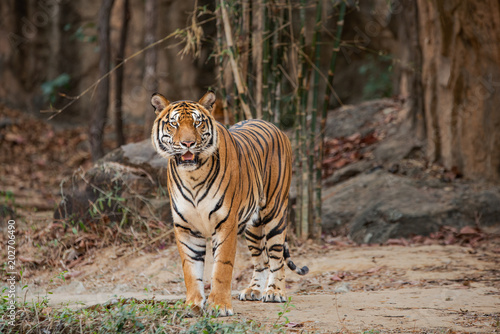 Big Tiger